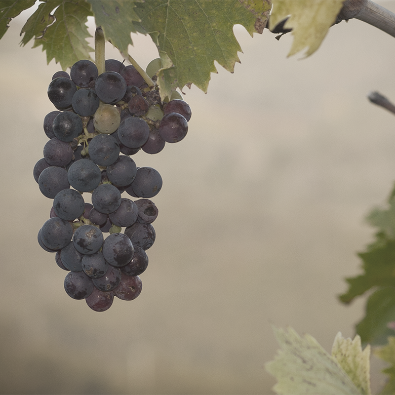 sangiovese-daviddi-aldimaro-wine-italy-grape-variety